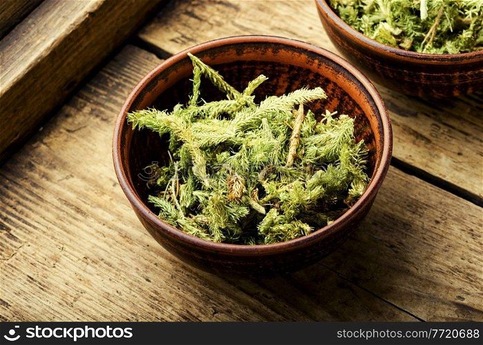 Dried lycopodium healing herbs in a clay bowl.Lycopodium healing herbs.Herbal medicine. Lycopodium healing herbs
