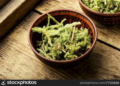 Dried lycopodium healing herbs in a clay bowl.Lycopodium healing herbs.Herbal medicine. Lycopodium healing herbs