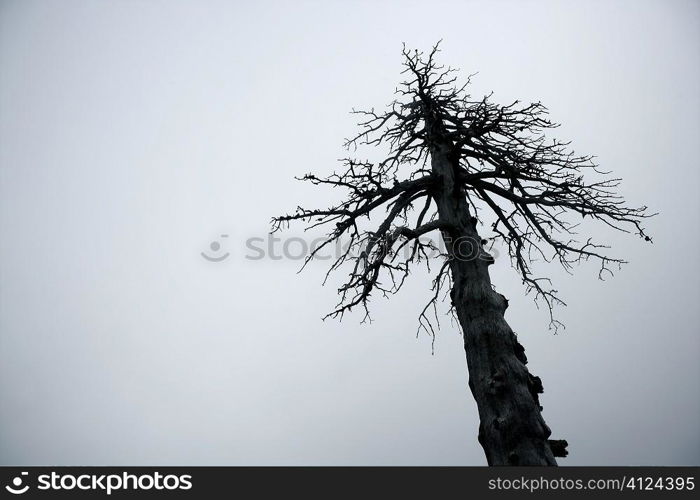 Dried old tree on a foggy sky, fog giving a mistery environment