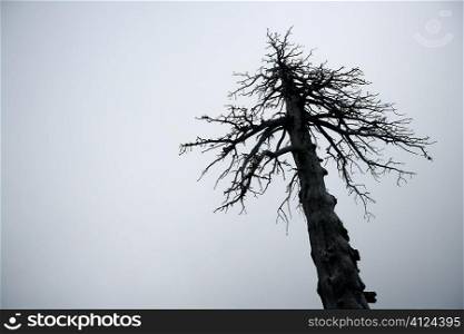Dried old tree on a foggy sky, fog giving a mistery environment