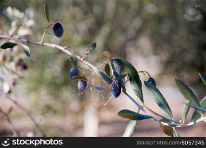Dried olives on tree branch