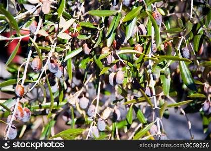 Dried olives on tree branch