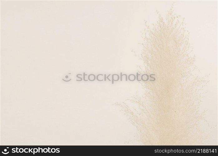 Dried p&as grass on beige background