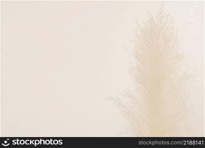 Dried p&as grass on beige background