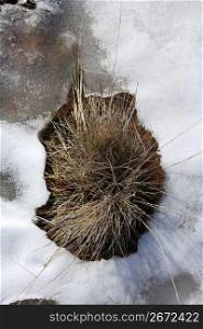 dried plant in an iced snow soil white winter