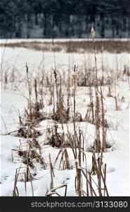 Dried plant on snow winter landscape