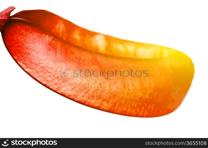 Dried red hot isolated on white
