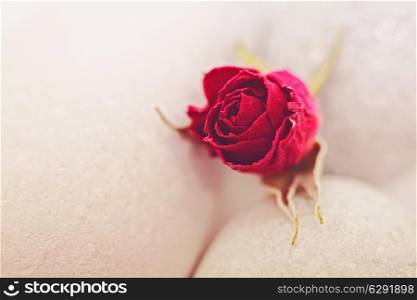Dried red rose on white stones close-up
