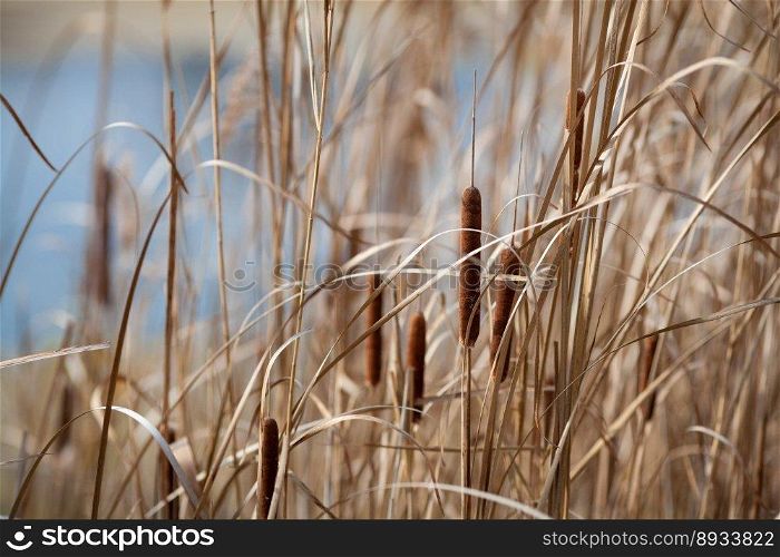 dried reeds is growing near the lake