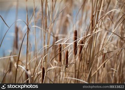 dried reeds is growing near the lake