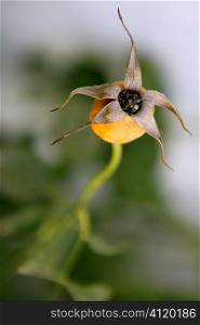 Dried rose flower bud on a plant