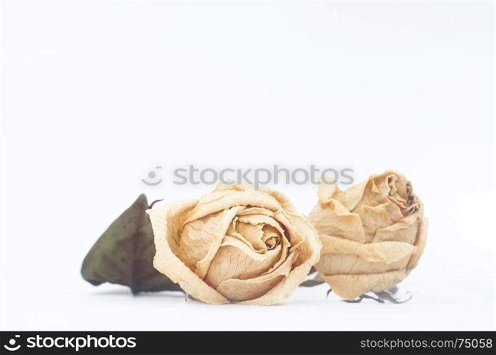 Dried rose flower on white background with copy space
