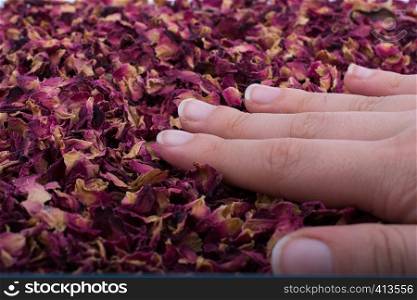 Dried rose petals as herbal tea is in hand