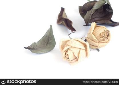 Dried roses on white background with copy space