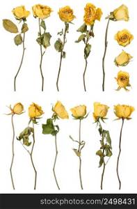 Dried roses set isolated on white background. Dry yellow flowers.