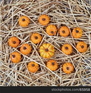 Dried straw and small pumpkins on rustic wooden boards