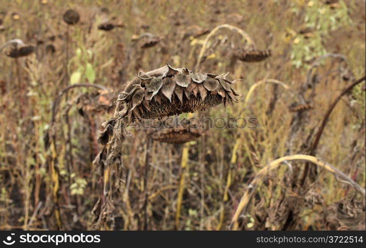 Dried Sunflower