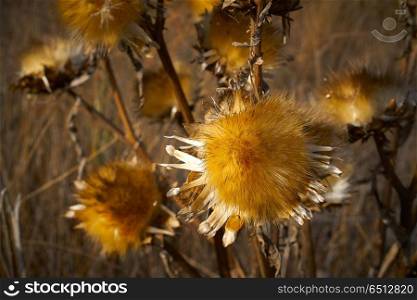 Dried thistle plant in golden meadow. Dried thistle plant in golden meadow at mediterranean