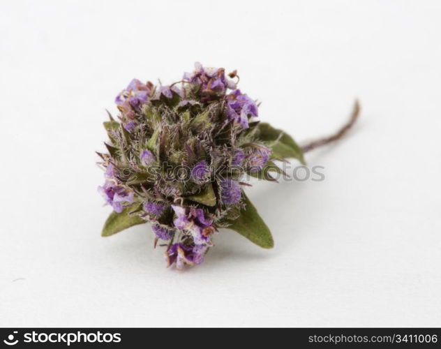 Dried thyme and leaves on white background
