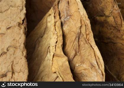 Dried tobacco leaves, fine details closeup
