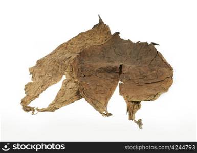 Dried tobacco leaves white isolated. Cuban aged tobacco