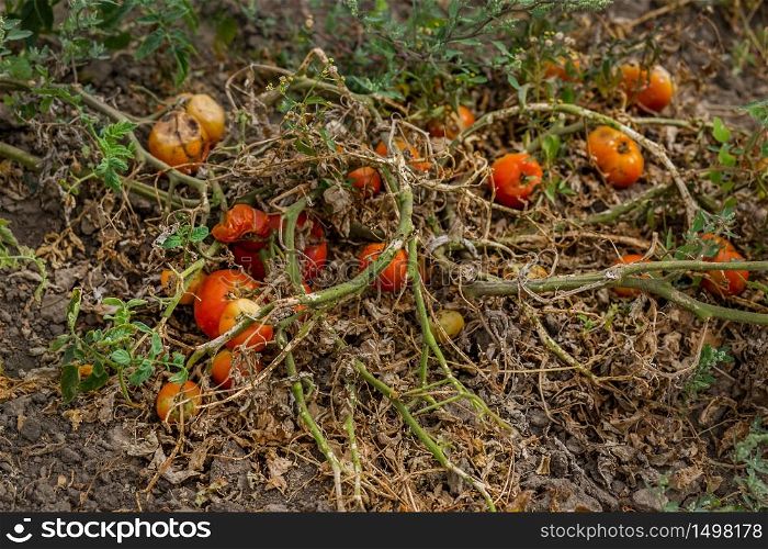 Dried tomatoes. Bad harvest. Unsatisfactory results of growing organic vegetables. Losses of farmers.. Dried tomatoes. Bad harvest. Unsatisfactory results of growing organic vegetables