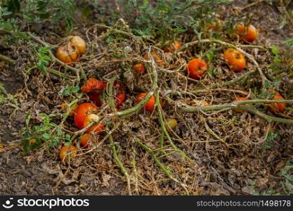 Dried tomatoes. Bad harvest. Unsatisfactory results of growing organic vegetables. Losses of farmers.. Dried tomatoes. Bad harvest. Unsatisfactory results of growing organic vegetables