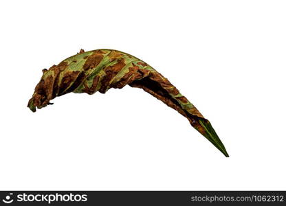 dried-up leaf of a sick horse chestnut isolated against white background
