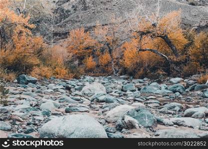 Dried up riverbed with stones and poplars on the shore. The theme of the autumn, yellow leaves, cloudy weather.