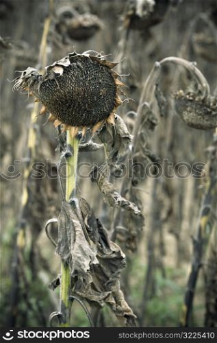 Dried Up Sunflowers