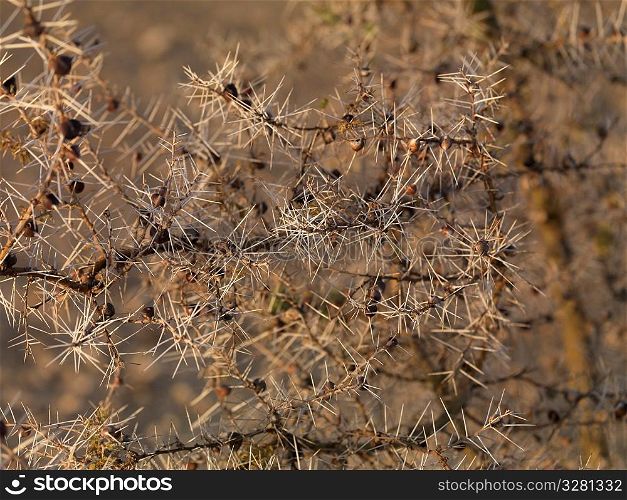 Dried vegetation in Kenya Africa