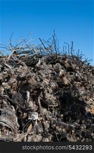 Dried vineyard firewood in Utiel Requena of Valencia Spain