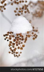 dried winter plant with snow close up