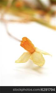 Dried yellow jonquil on white background closeup