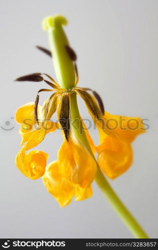 Dried yellow tulip.