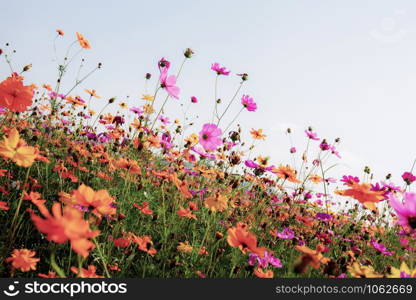 Dries of cosmos in field with the white sky background.