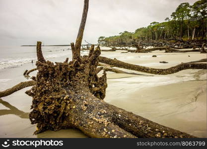 drift wood on hunting island south carolina