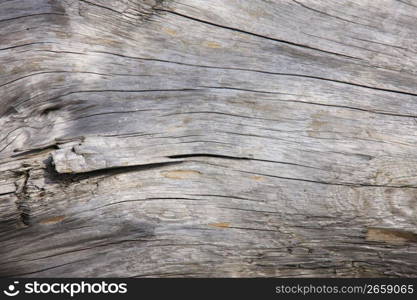 Driftwood