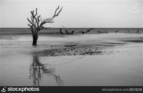 Driftwood and washed out trees at the beach on Hunting Island