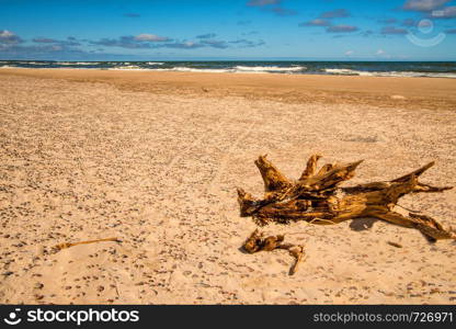 Driftwood at a beach of the Baltic Sea