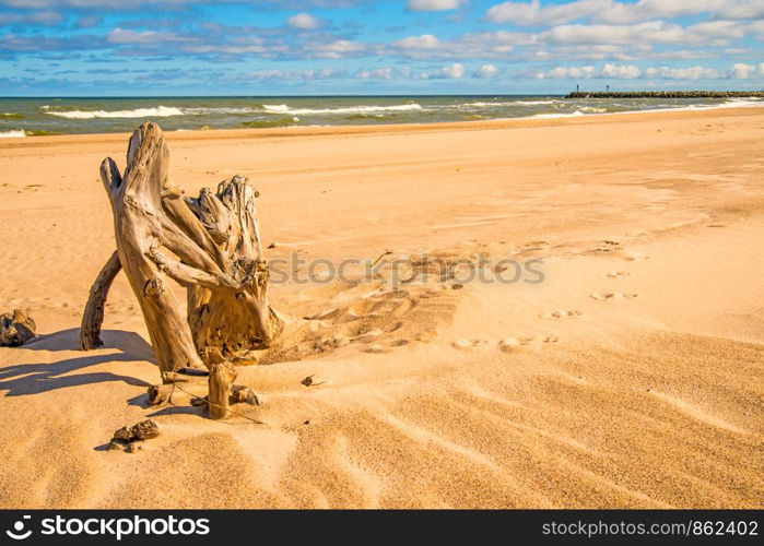 Driftwood at a beach of the Baltic Sea . Driftwood at a beach of the Baltic Sea