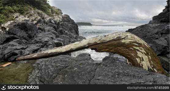Driftwood at coastline, Pettinger Point, Cox Bay, Pacific Rim National Park Reserve, Tofino, British Columbia, Canada