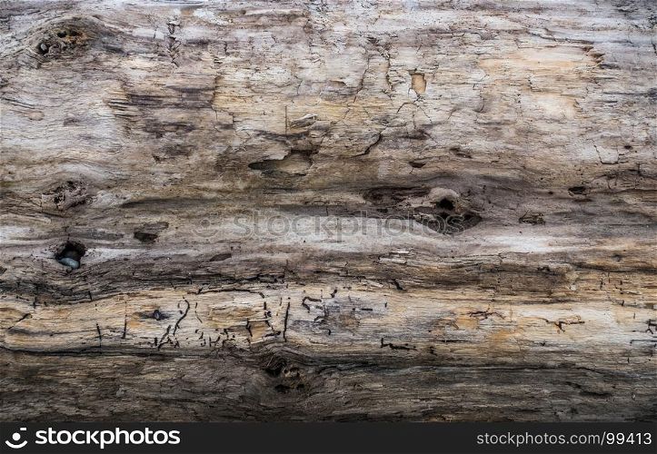 Driftwood background.