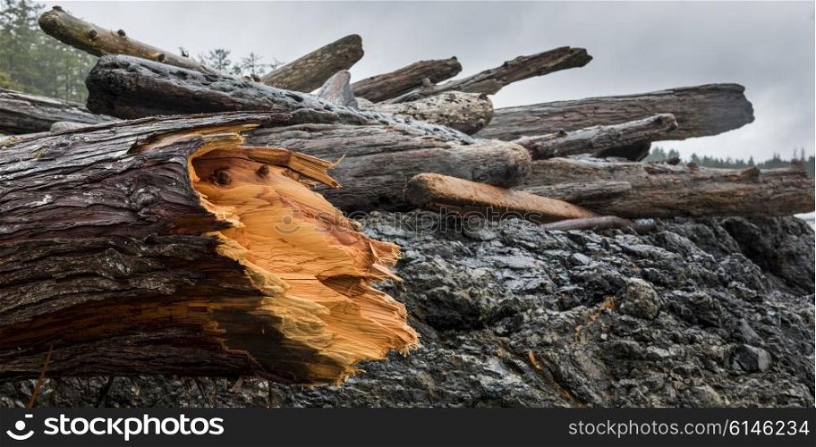 Driftwood on coastline, Pacific Rim National Park Reserve, British Columbia, Canada