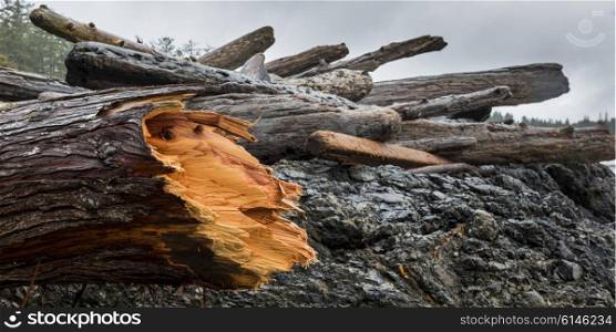 Driftwood on coastline, Pacific Rim National Park Reserve, British Columbia, Canada