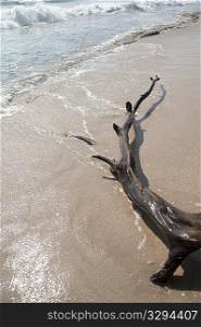 Driftwood on the sandy beach in Costa Rica