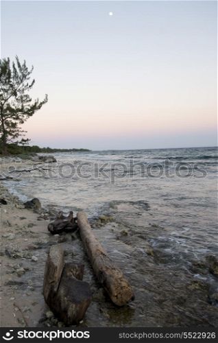 Driftwoods on the beach, Utila Island, Bay Islands, Honduras