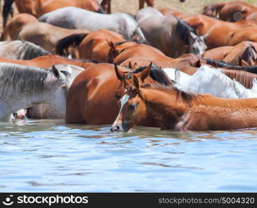 drinking arabian herd in the lake. sunny day
