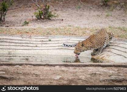 Drinking Leopard in the Kruger National Park, South Africa.