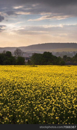 Drizzle rain above sunset spring yellow flowering rapeseed fields, cloudy after rain sky and rural hills. Natural seasonal, climate, weather, eco, farming, countryside beauty concept scene.